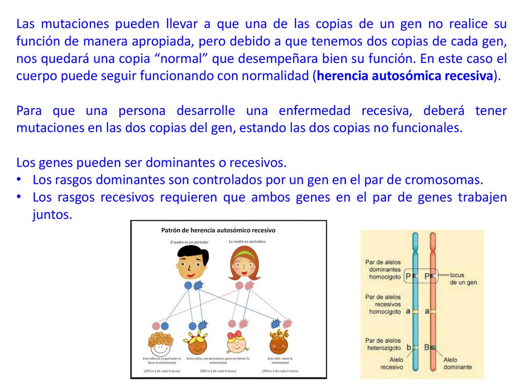 Las mutaciones pueden llevar a que una de las copias de un gen no realice su función de manera apropiada, pero debido a que tenemos dos copias de cada gen, nos quedará una copia normal que desempeñara bien su función. En este caso el cuerpo puede seguir funcionando con normalidad (herencia autosómica recesiva).