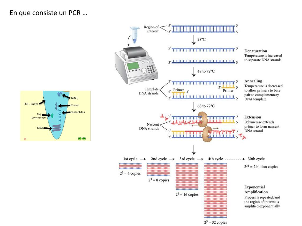 En que consiste un PCR … MgCl2 PCR - Buffer ANNEALING = ALINEAMIENTO