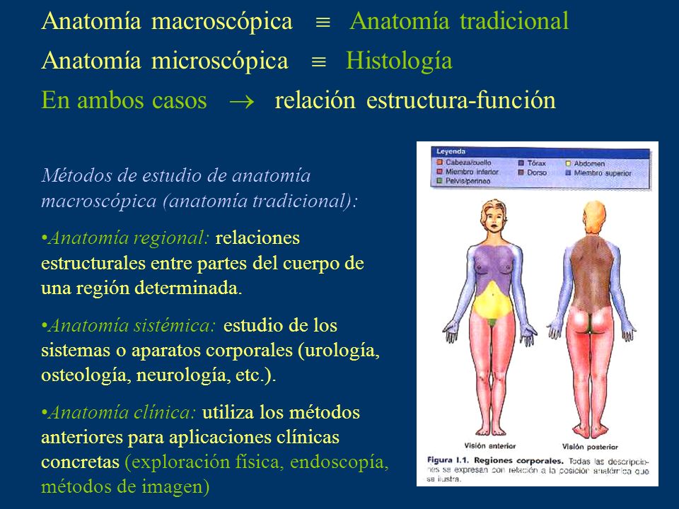 Anatomía macroscópica  Anatomía tradicional