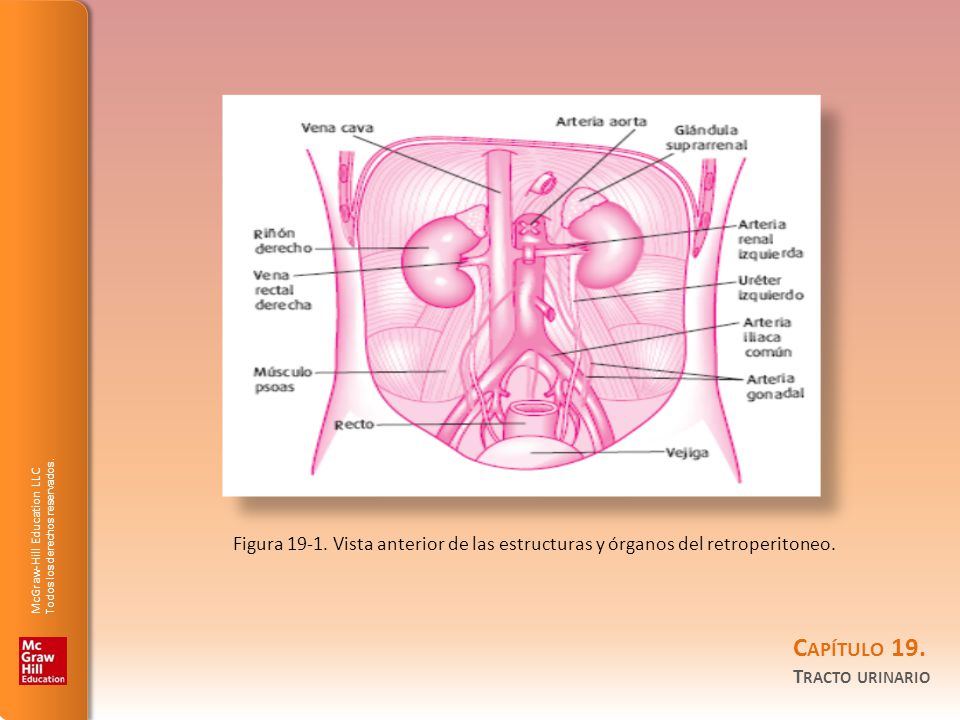 Figura Vista anterior de las estructuras y órganos del retroperitoneo.