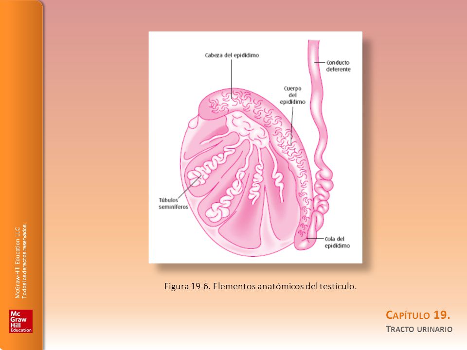 Figura Elementos anatómicos del testículo.