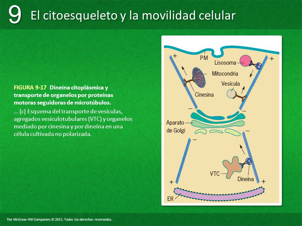 FIGURA 9-17 Dineína citoplásmica y transporte de organelos por proteínas motoras seguidoras de microtúbulos.