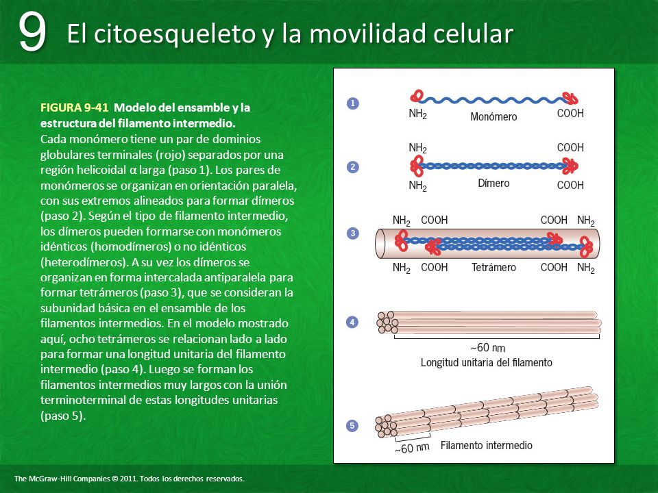 FIGURA 9-41 Modelo del ensamble y la estructura del filamento intermedio.