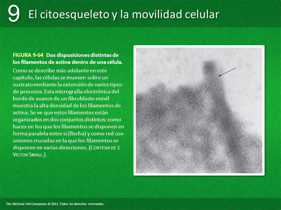 FIGURA 9-64 Dos disposiciones distintas de los filamentos de actina dentro de una célula.