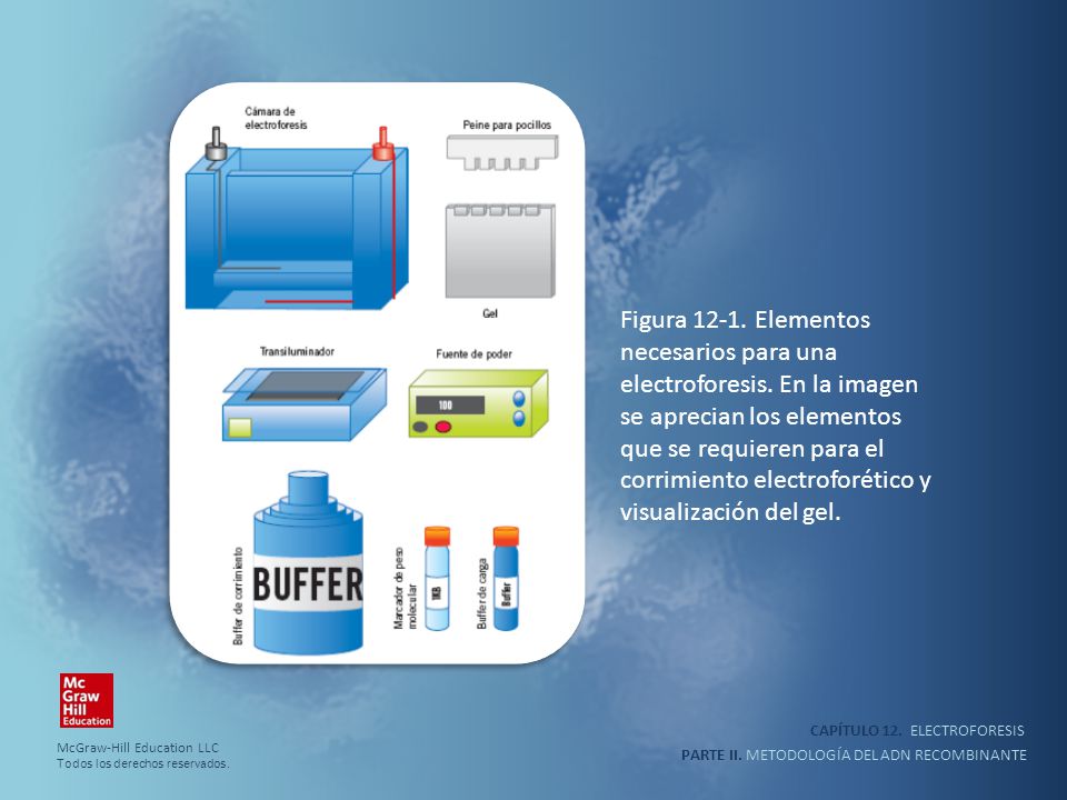 corrimiento electroforético y visualización del gel.