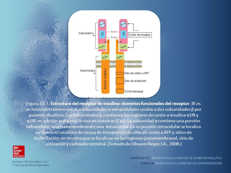 Figura Estructura del receptor de insulina: dominios funcionales del receptor. IR es un heterotetrámero con dos subunidades α extracelulares unidas a dos subunidades β por puentes disulfuro. Las subunidades α contienen las regiones de unión a insulina α1IR y α2IR en adición a una región rica en cisteínas (Cys). La subunidad α contiene una porción extracelular, una transmembranal y una intracelular. En su porción intracelular se localiza un dominio catalítico de cinasa de tirosina con un sitio de unión a ATP y sitios de fosforilación en tirosina que se localizan en las regiones juxtamembranal, sitio de activación y carboxilo terminal. (Tomado de Olivares Reyes J.A., 2008.)