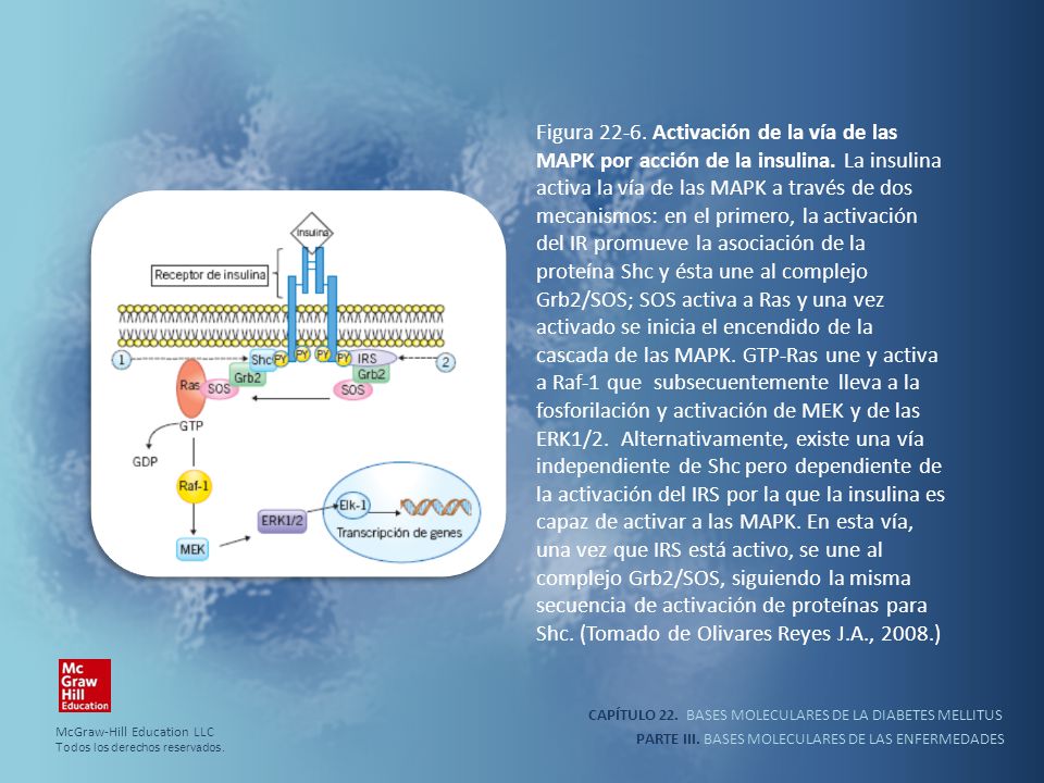 Figura Activación de la vía de las MAPK por acción de la insulina. La insulina activa la vía de las MAPK a través de dos mecanismos: en el primero, la activación del IR promueve la asociación de la proteína Shc y ésta une al complejo Grb2/SOS; SOS activa a Ras y una vez activado se inicia el encendido de la cascada de las MAPK. GTP-Ras une y activa a Raf-1 que subsecuentemente lleva a la fosforilación y activación de MEK y de las ERK1/2. Alternativamente, existe una vía independiente de Shc pero dependiente de la activación del IRS por la que la insulina es capaz de activar a las MAPK. En esta vía, una vez que IRS está activo, se une al complejo Grb2/SOS, siguiendo la misma secuencia de activación de proteínas para Shc. (Tomado de Olivares Reyes J.A., 2008.)