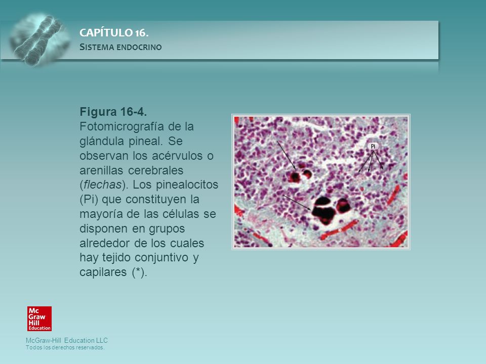 Figura Fotomicrografía de la glándula pineal