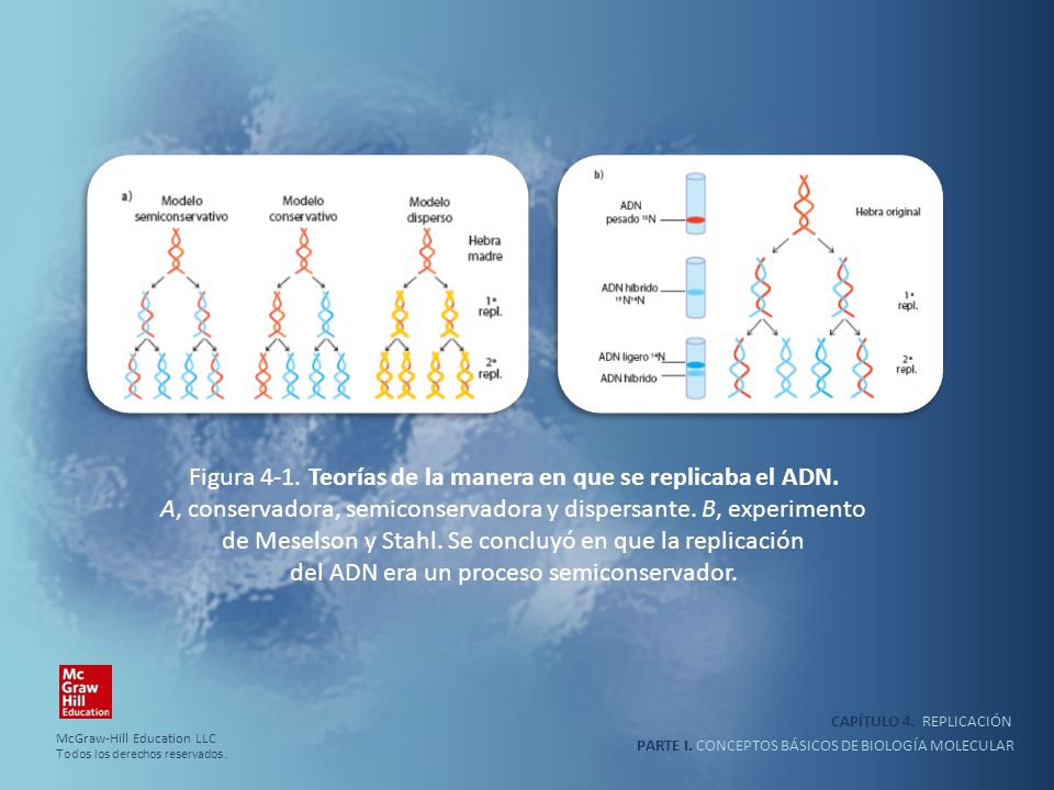 Figura 4-1. Teorías de la manera en que se replicaba el ADN.