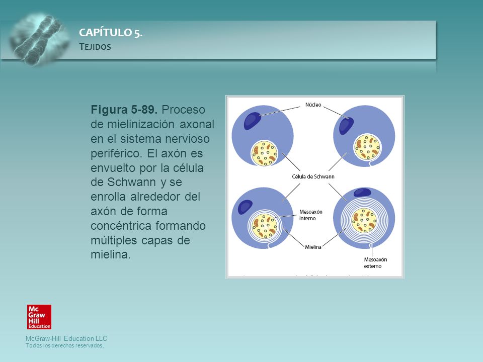 Figura Proceso de mielinización axonal en el sistema nervioso periférico.