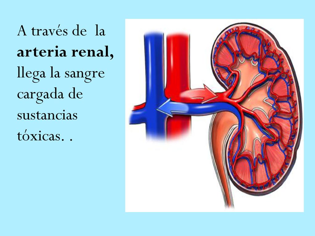 A través de la arteria renal, llega la sangre cargada de sustancias tóxicas. .