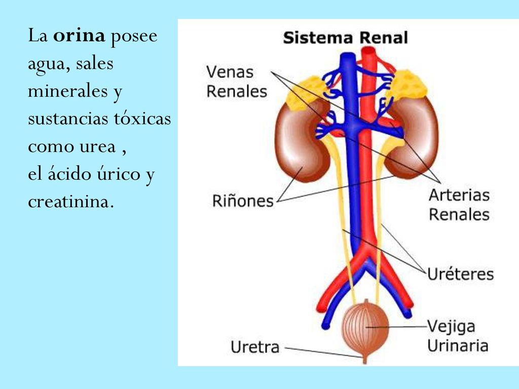 La orina posee agua, sales minerales y sustancias tóxicas como urea ,