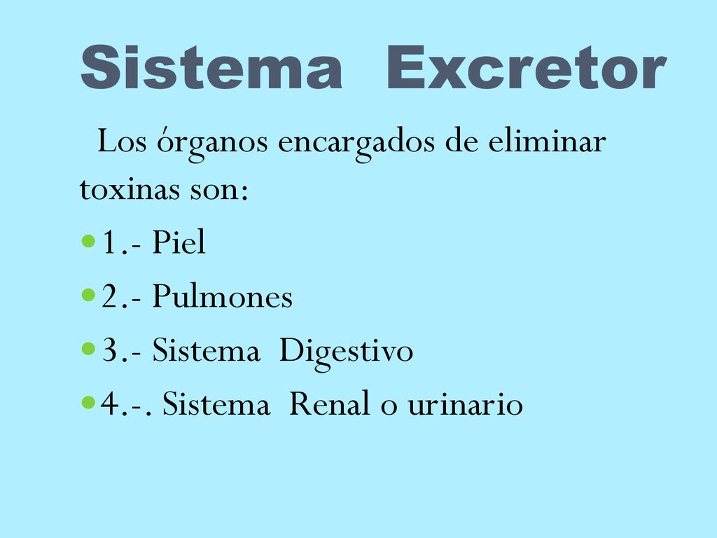 Sistema Excretor Los órganos encargados de eliminar toxinas son: