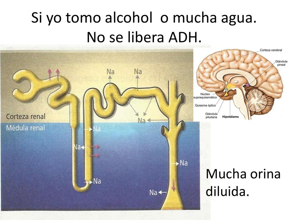 Si yo tomo alcohol o mucha agua. No se libera ADH.