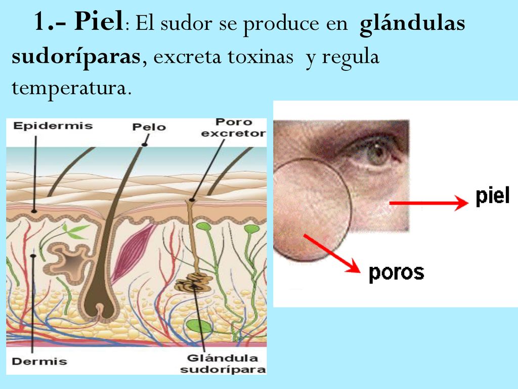 1.- Piel: El sudor se produce en glándulas sudoríparas, excreta toxinas y regula temperatura.
