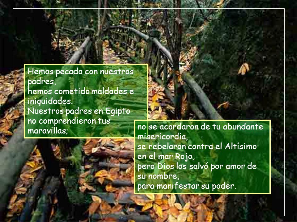 Hemos pecado con nuestros padres, hemos cometido maldades e iniquidades. Nuestros padres en Egipto no comprendieron tus maravillas;