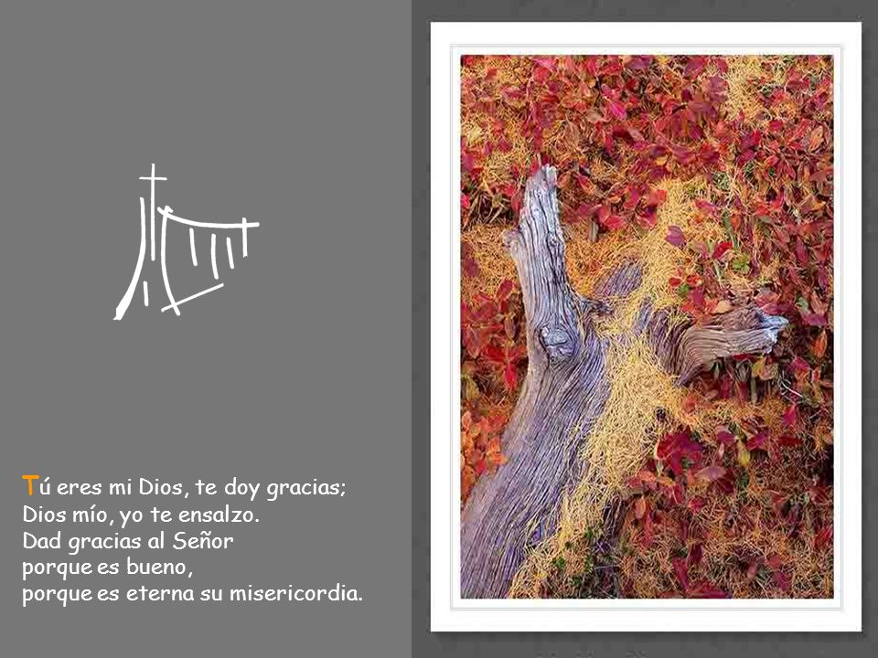 Tú eres mi Dios, te doy gracias; Dios mío, yo te ensalzo