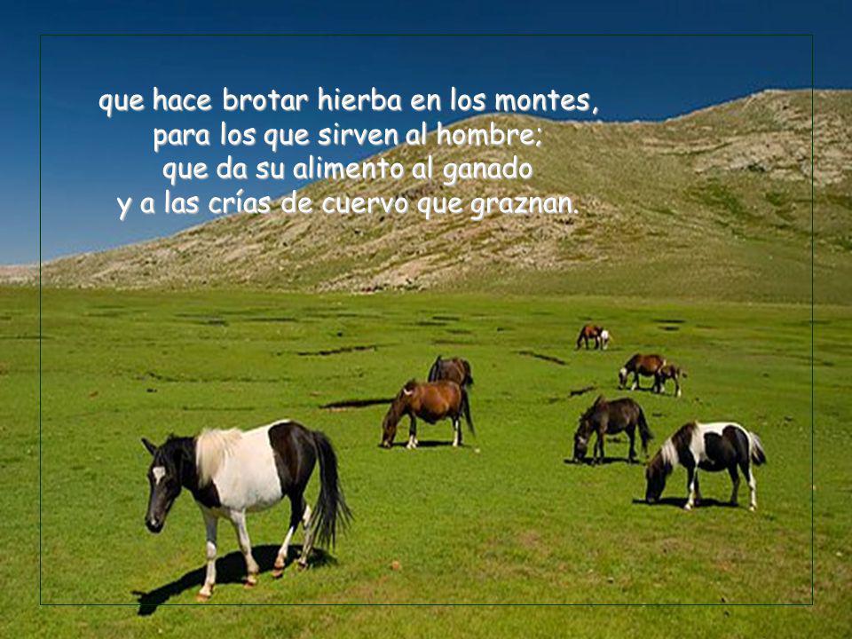que hace brotar hierba en los montes, para los que sirven al hombre; que da su alimento al ganado y a las crías de cuervo que graznan.