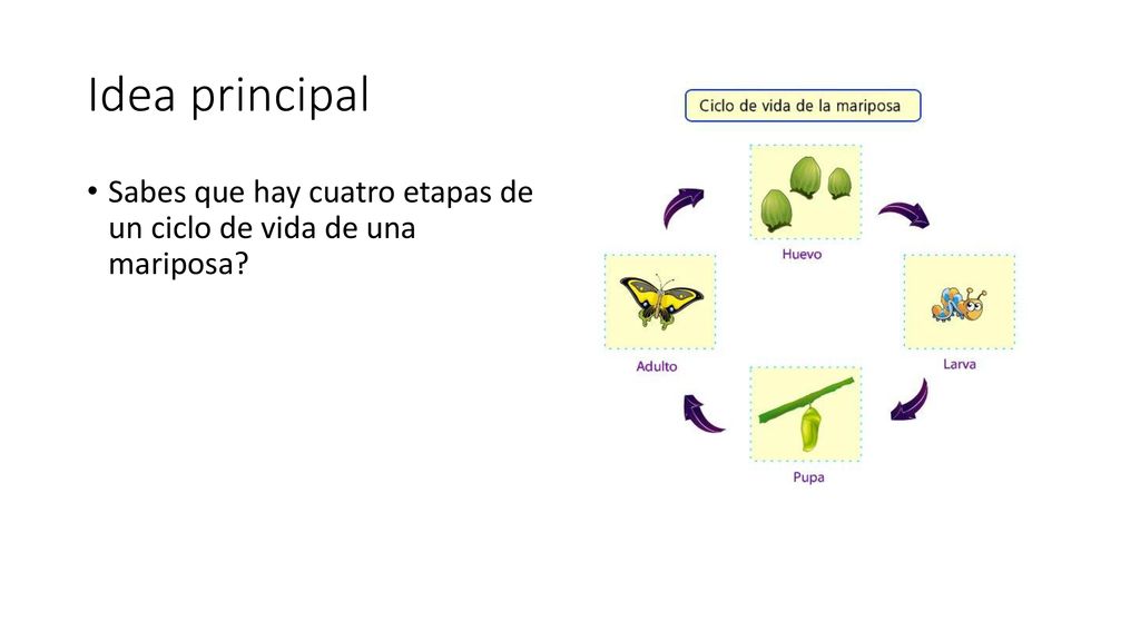 Idea principal Sabes que hay cuatro etapas de un ciclo de vida de una mariposa