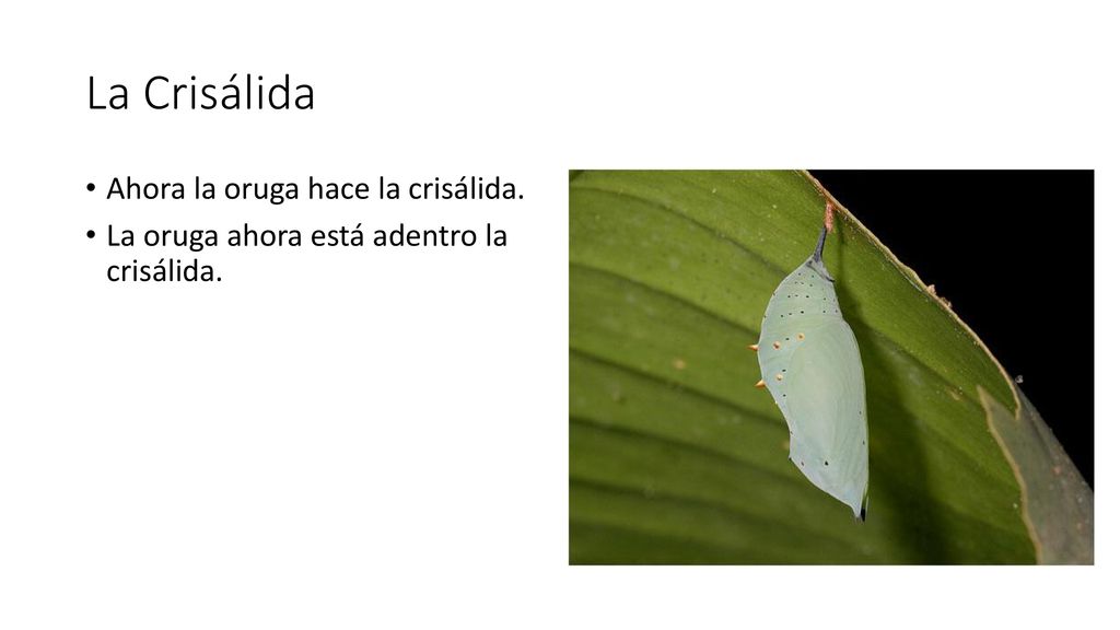 La Crisálida Ahora la oruga hace la crisálida.