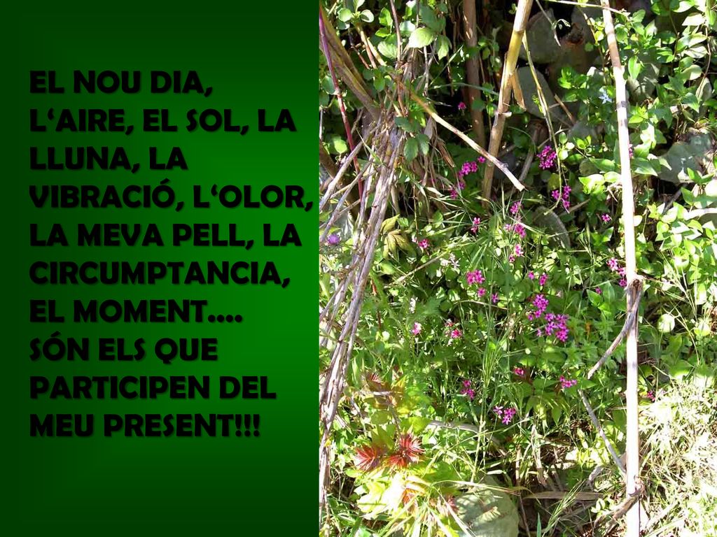 EL NOU DIA, L‘AIRE, EL SOL, LA LLUNA, LA VIBRACIÓ, L‘OLOR, LA MEVA PELL, LA CIRCUMPTANCIA, EL MOMENT....