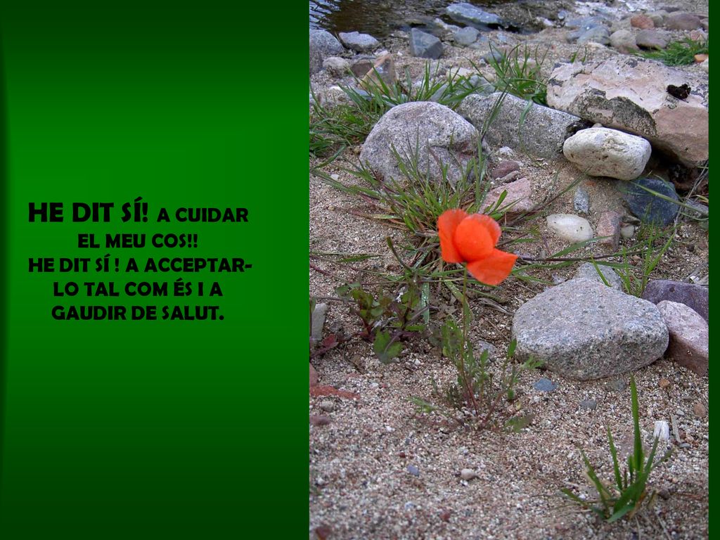 HE DIT SÍ. A CUIDAR EL MEU COS. HE DIT SÍ