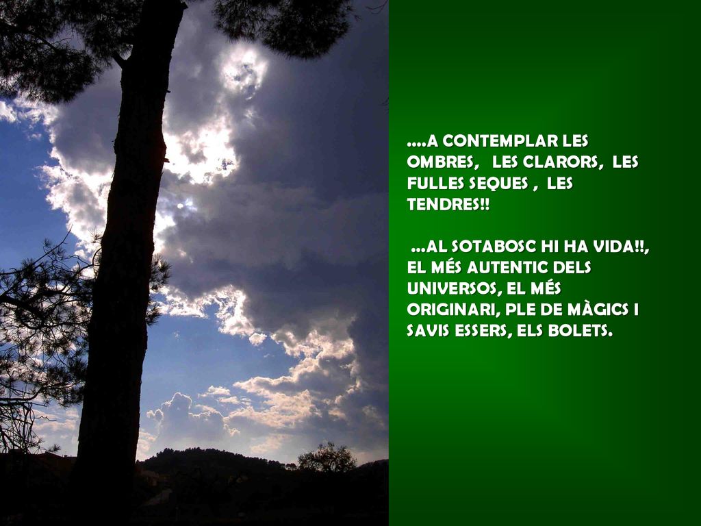 ....A CONTEMPLAR LES OMBRES, LES CLARORS, LES FULLES SEQUES , LES TENDRES!!