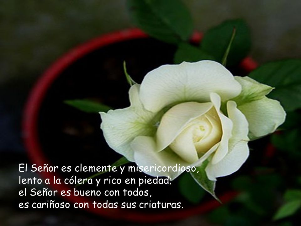 El Señor es clemente y misericordioso, lento a la cólera y rico en piedad; el Señor es bueno con todos, es cariñoso con todas sus criaturas.