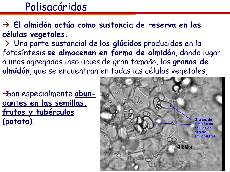 Polisacáridos El almidón actúa como sustancia de reserva en las células vegetales.
