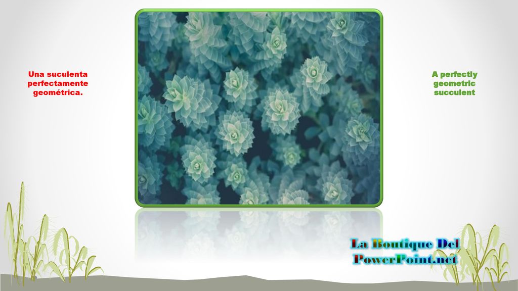 A perfectly geometric succulent La Boutique Del PowerPoint.net