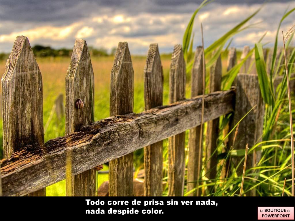 Todo corre de prisa sin ver nada, nada despide color.