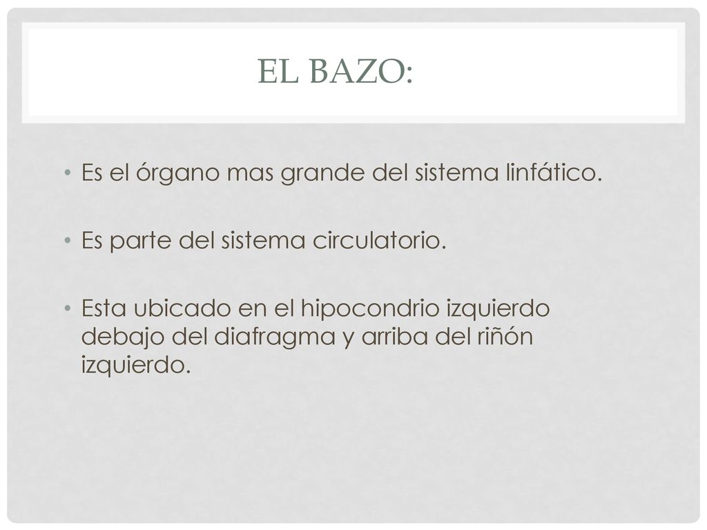 El bazo: Es el órgano mas grande del sistema linfático.
