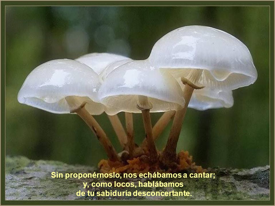 Sin proponérnoslo, nos echábamos a cantar; y, como locos, hablábamos de tu sabiduría desconcertante.