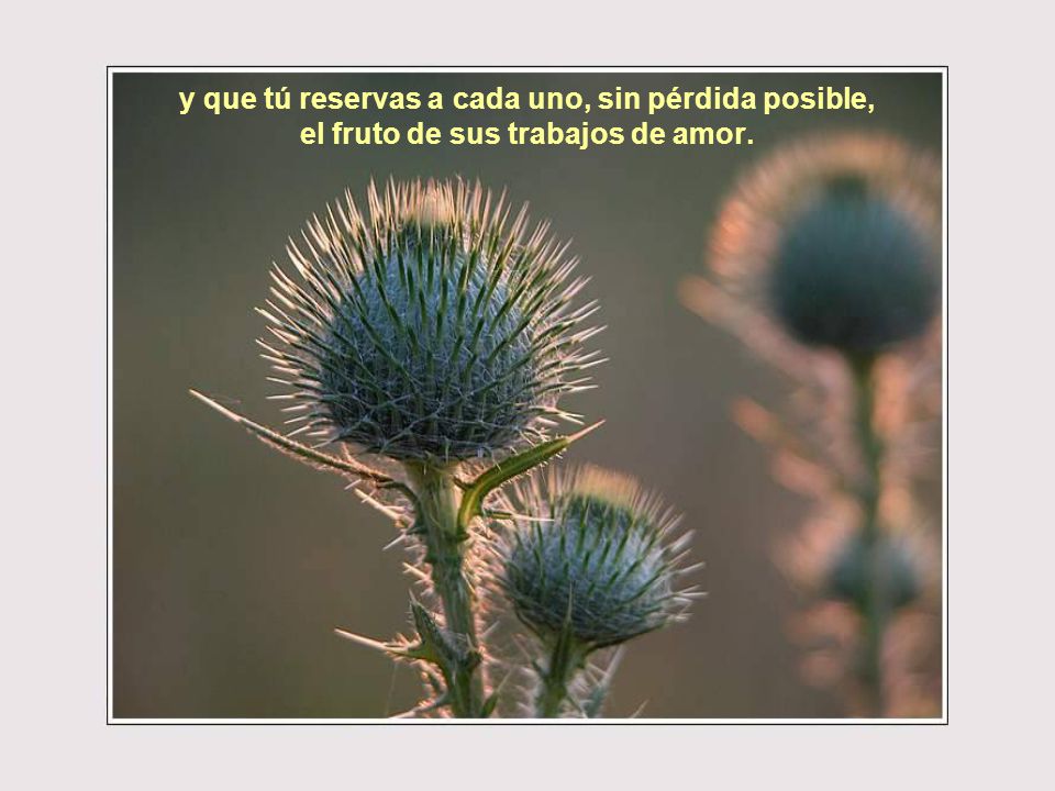 y que tú reservas a cada uno, sin pérdida posible, el fruto de sus trabajos de amor.