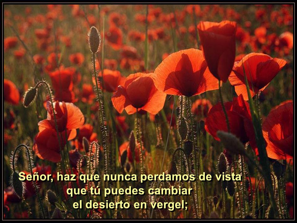 Señor, haz que nunca perdamos de vista que tú puedes cambiar el desierto en vergel;