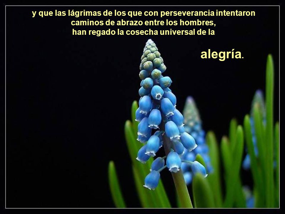 y que las lágrimas de los que con perseverancia intentaron caminos de abrazo entre los hombres, han regado la cosecha universal de la alegría.
