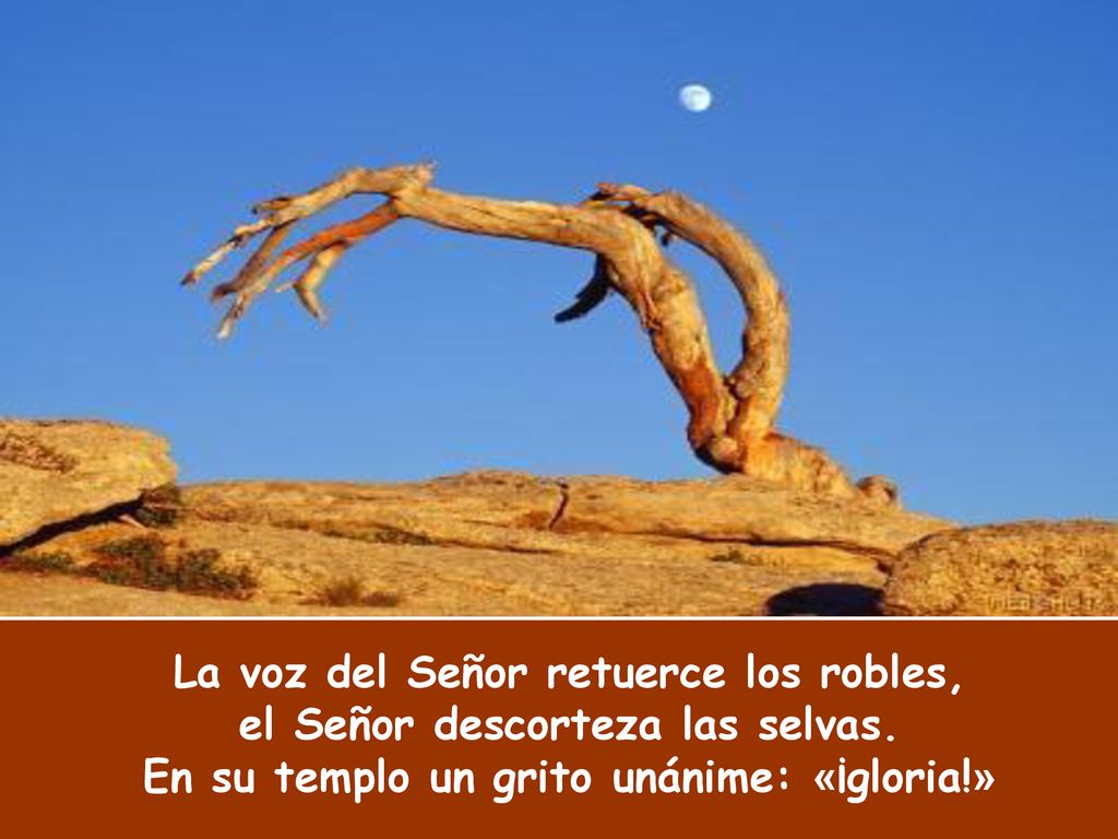 La voz del Señor retuerce los robles, el Señor descorteza las selvas