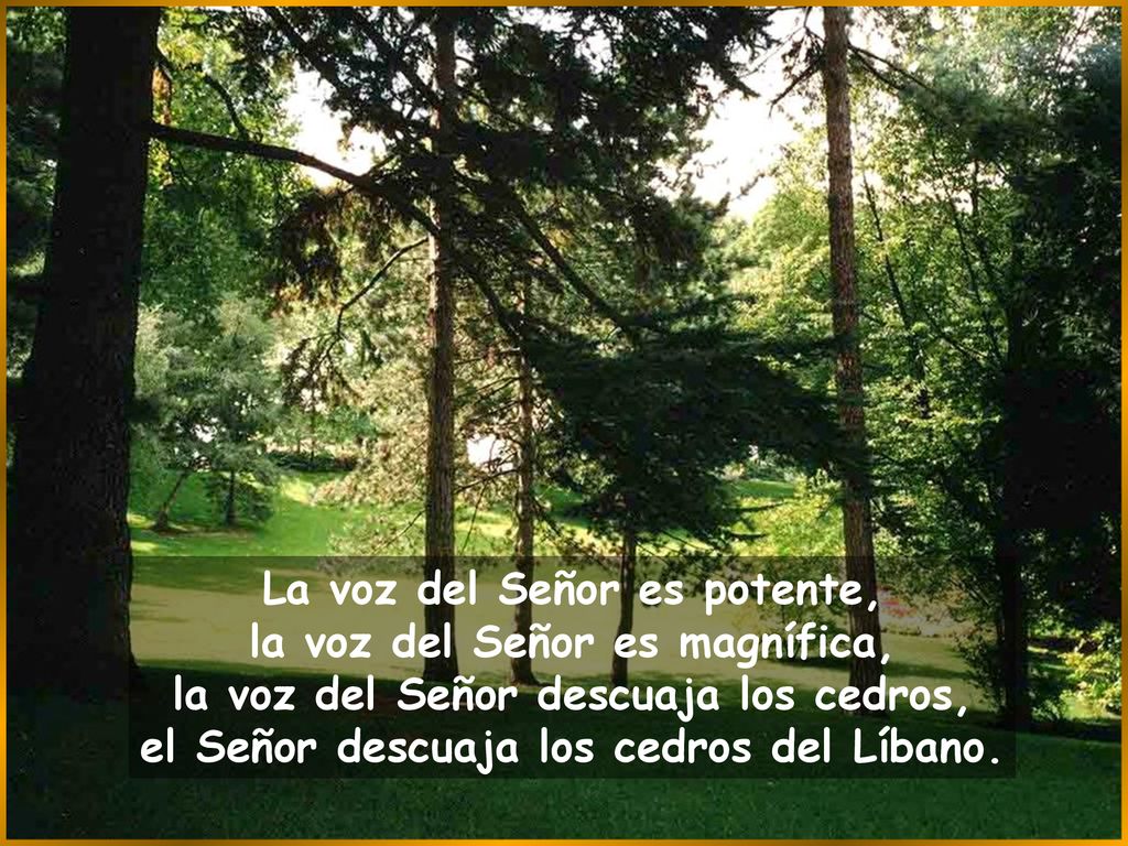La voz del Señor es potente, la voz del Señor es magnífica, la voz del Señor descuaja los cedros, el Señor descuaja los cedros del Líbano.