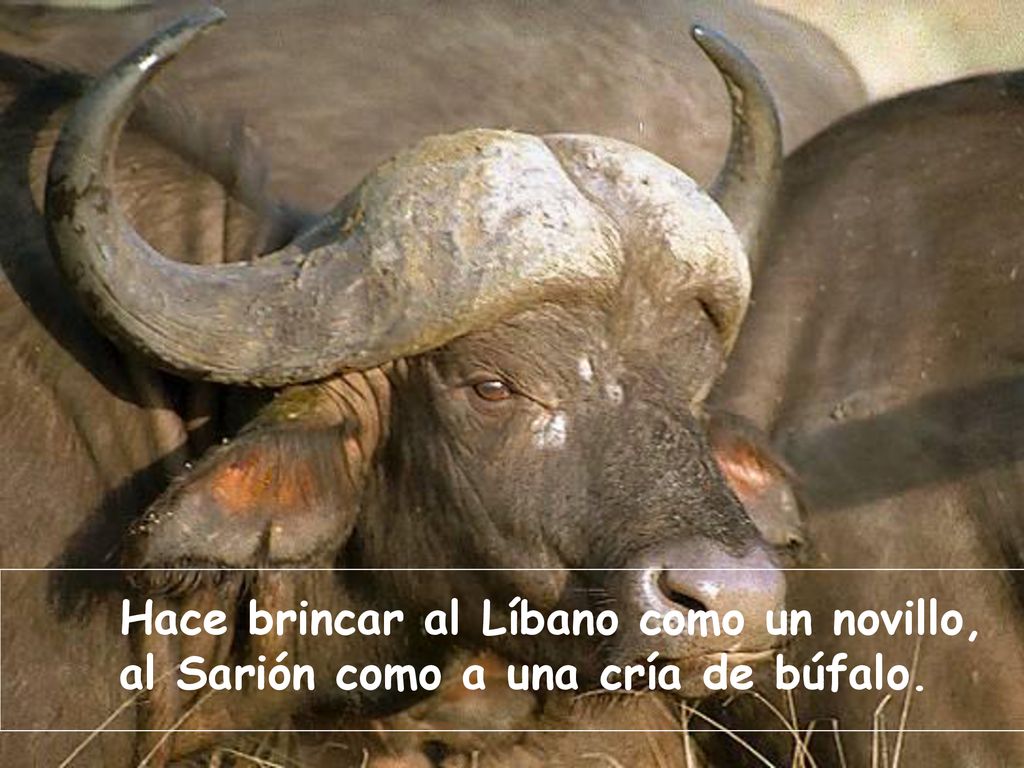 Hace brincar al Líbano como un novillo, al Sarión como a una cría de búfalo.