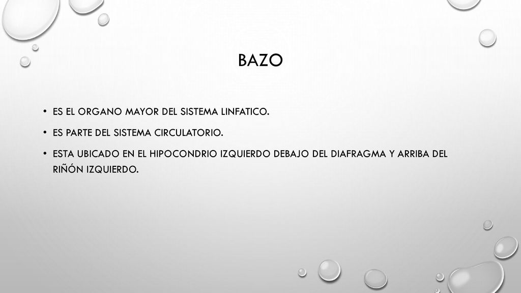 Bazo Es el organo mayor del sistema linfatico.