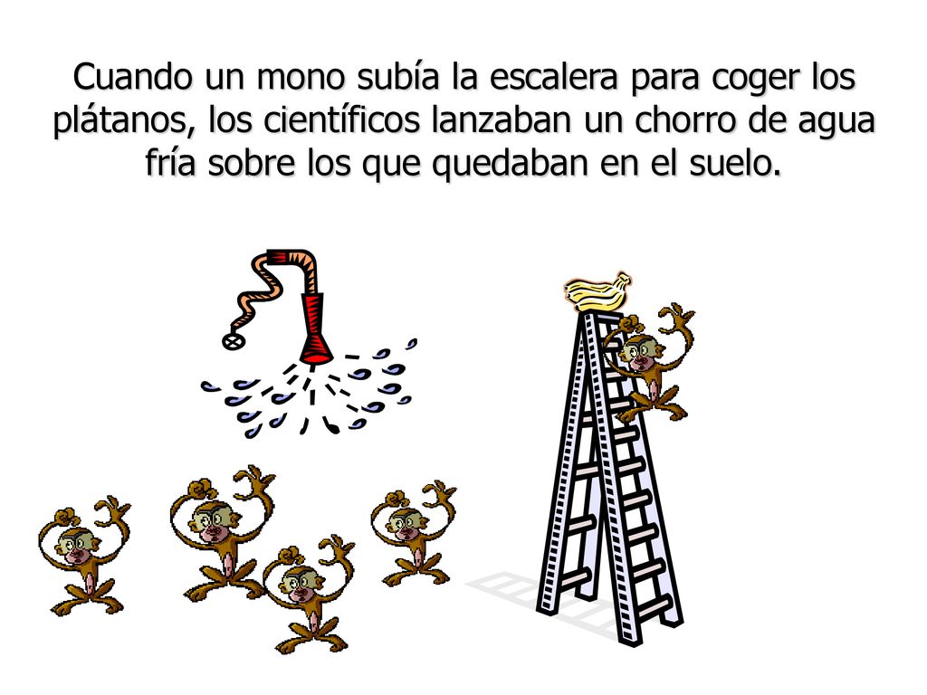 Cuando un mono subía la escalera para coger los plátanos, los científicos lanzaban un chorro de agua fría sobre los que quedaban en el suelo.