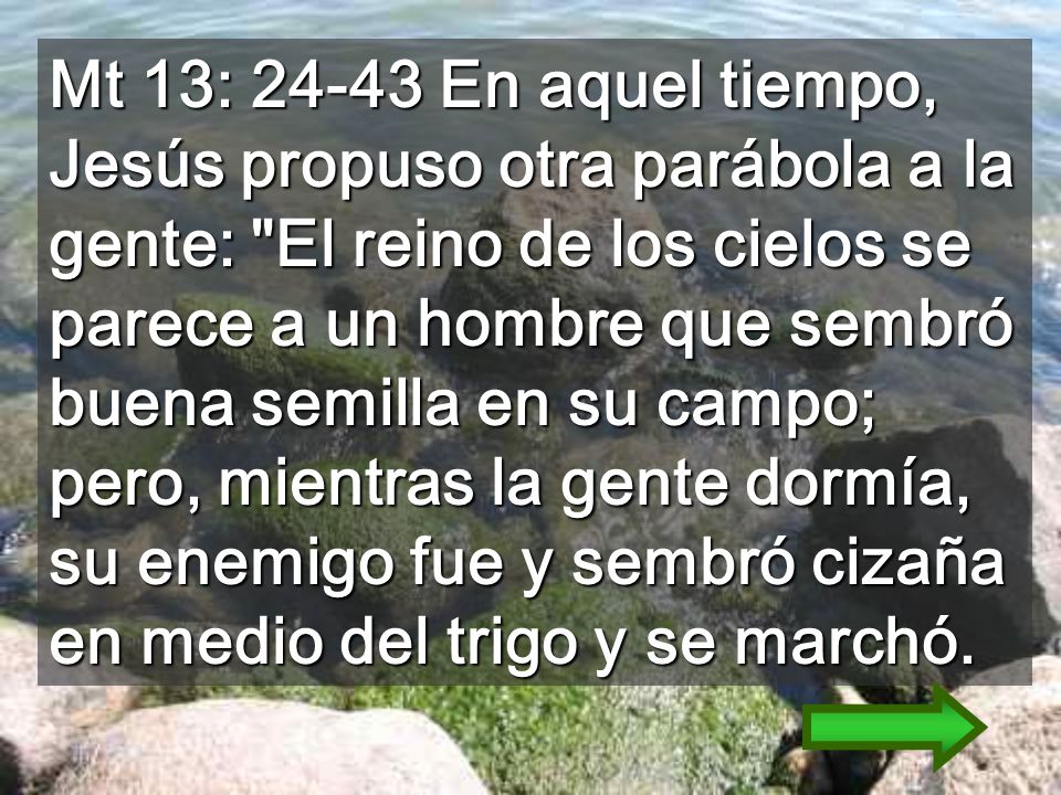 Mt 13: En aquel tiempo, Jesús propuso otra parábola a la gente: El reino de los cielos se parece a un hombre que sembró buena semilla en su campo; pero, mientras la gente dormía, su enemigo fue y sembró cizaña en medio del trigo y se marchó.