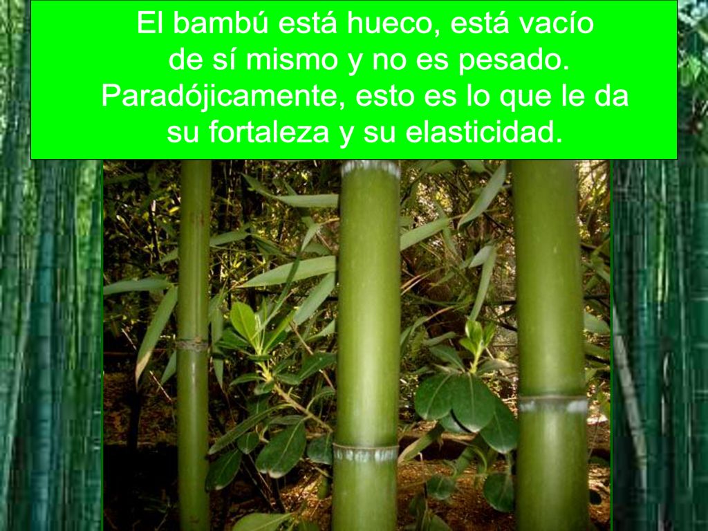 El bambú está hueco, está vacío de sí mismo y no es pesado.