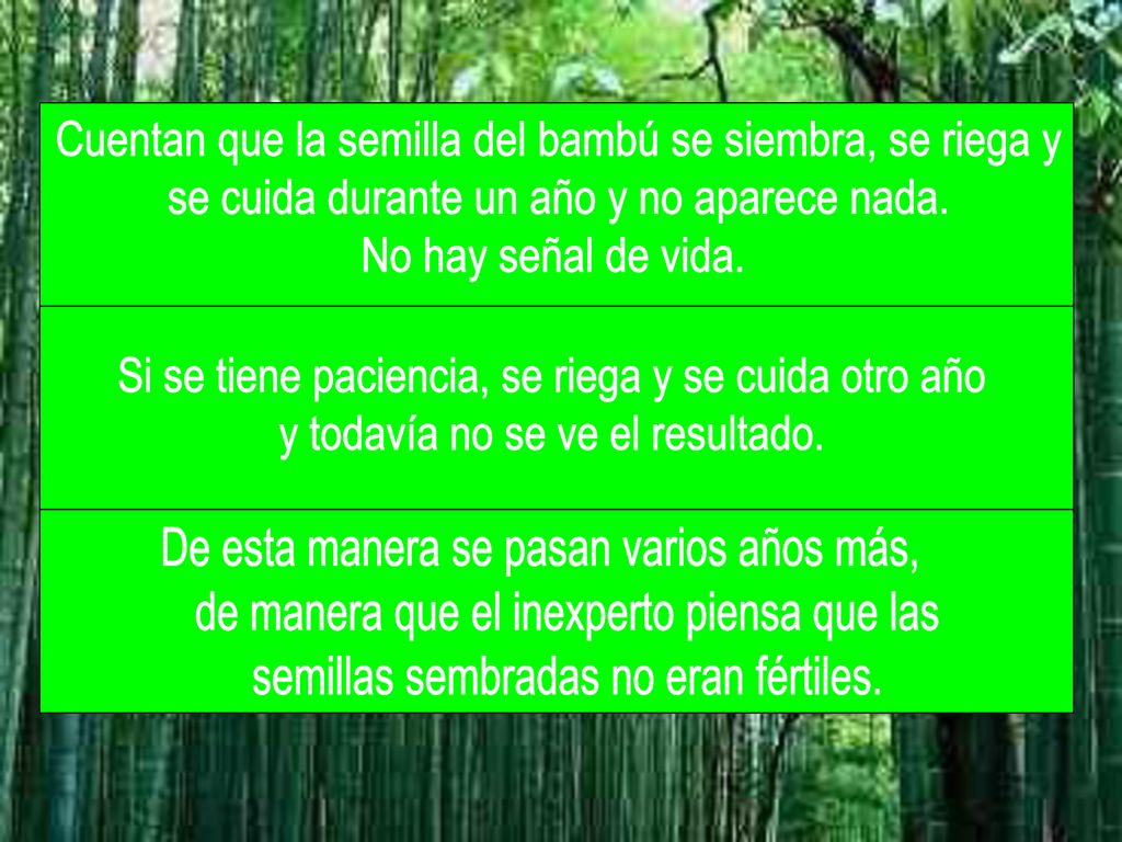 Cuentan que la semilla del bambú se siembra, se riega y