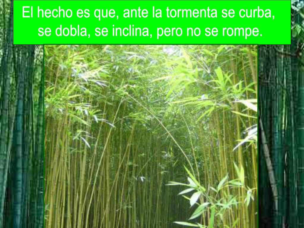 El hecho es que, ante la tormenta se curba,