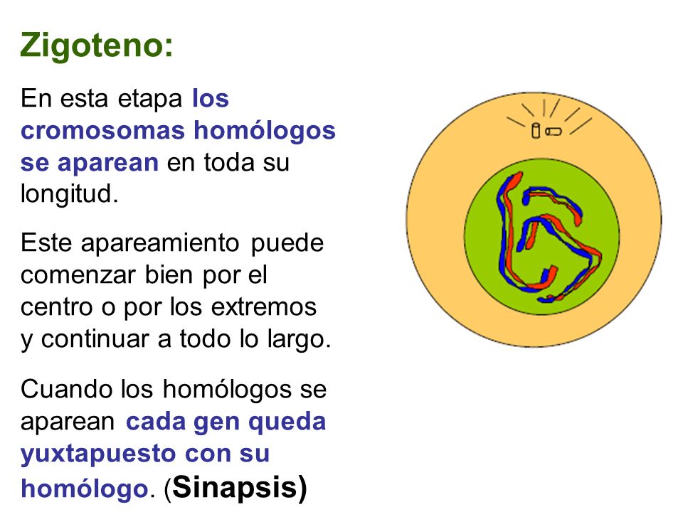 Zigoteno: En esta etapa los cromosomas homólogos se aparean en toda su longitud.