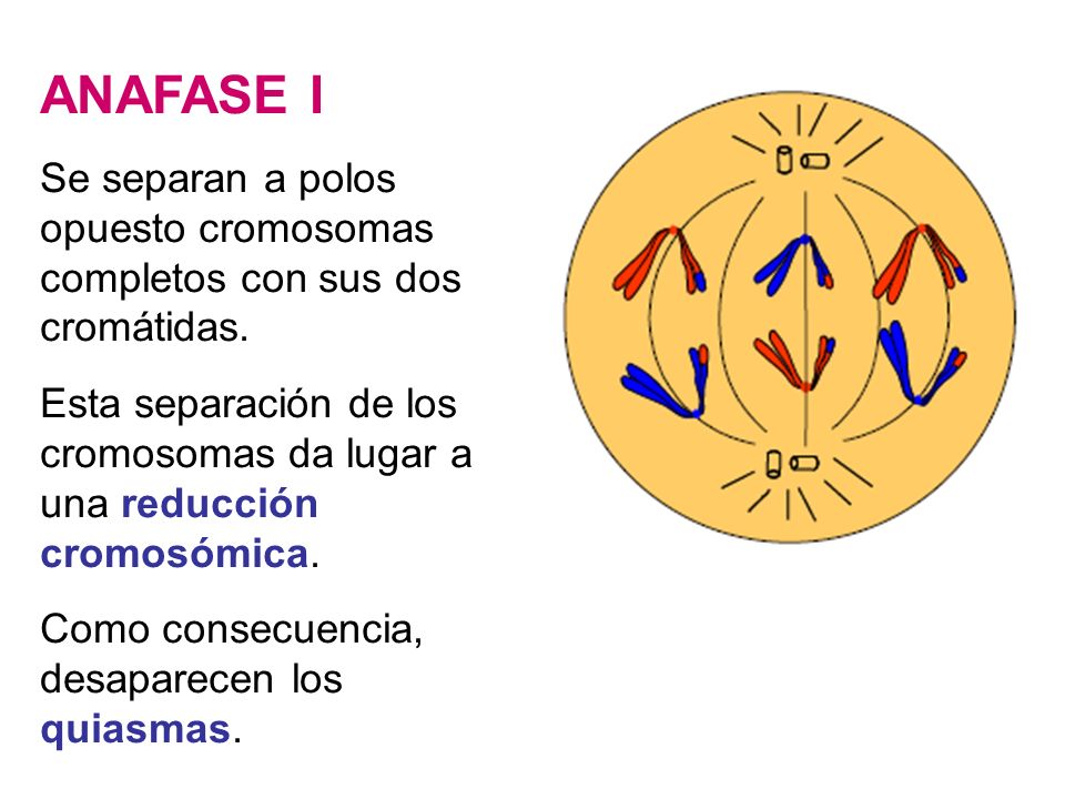 ANAFASE I Se separan a polos opuesto cromosomas completos con sus dos cromátidas.