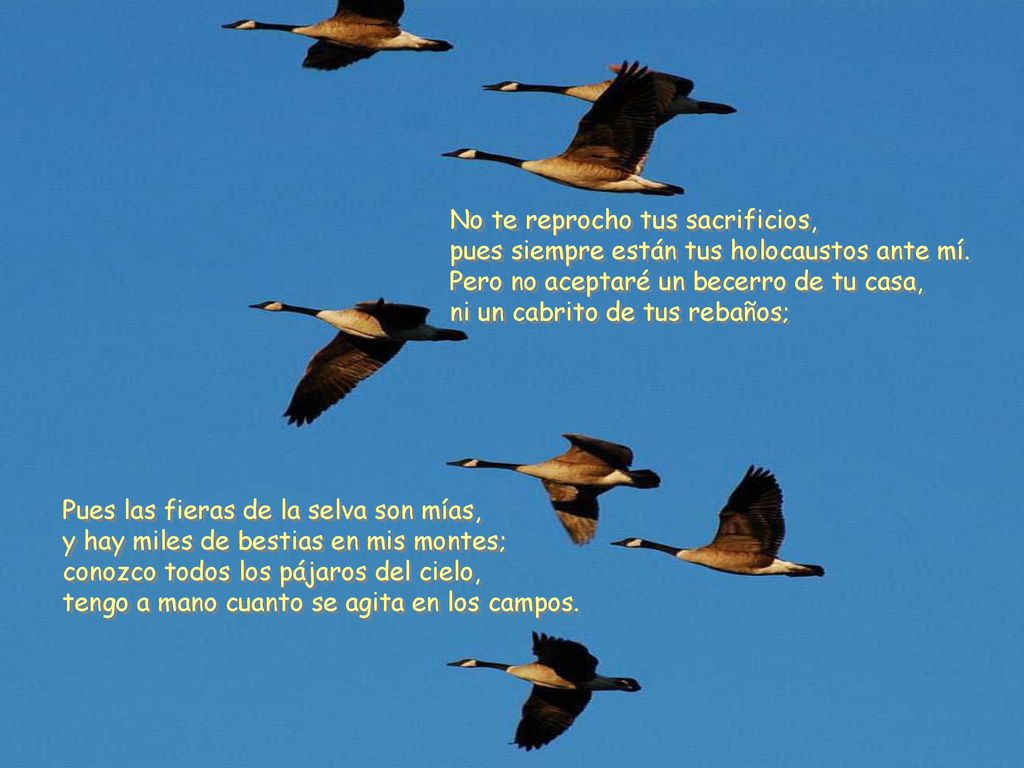 No te reprocho tus sacrificios, pues siempre están tus holocaustos ante mí. Pero no aceptaré un becerro de tu casa, ni un cabrito de tus rebaños;