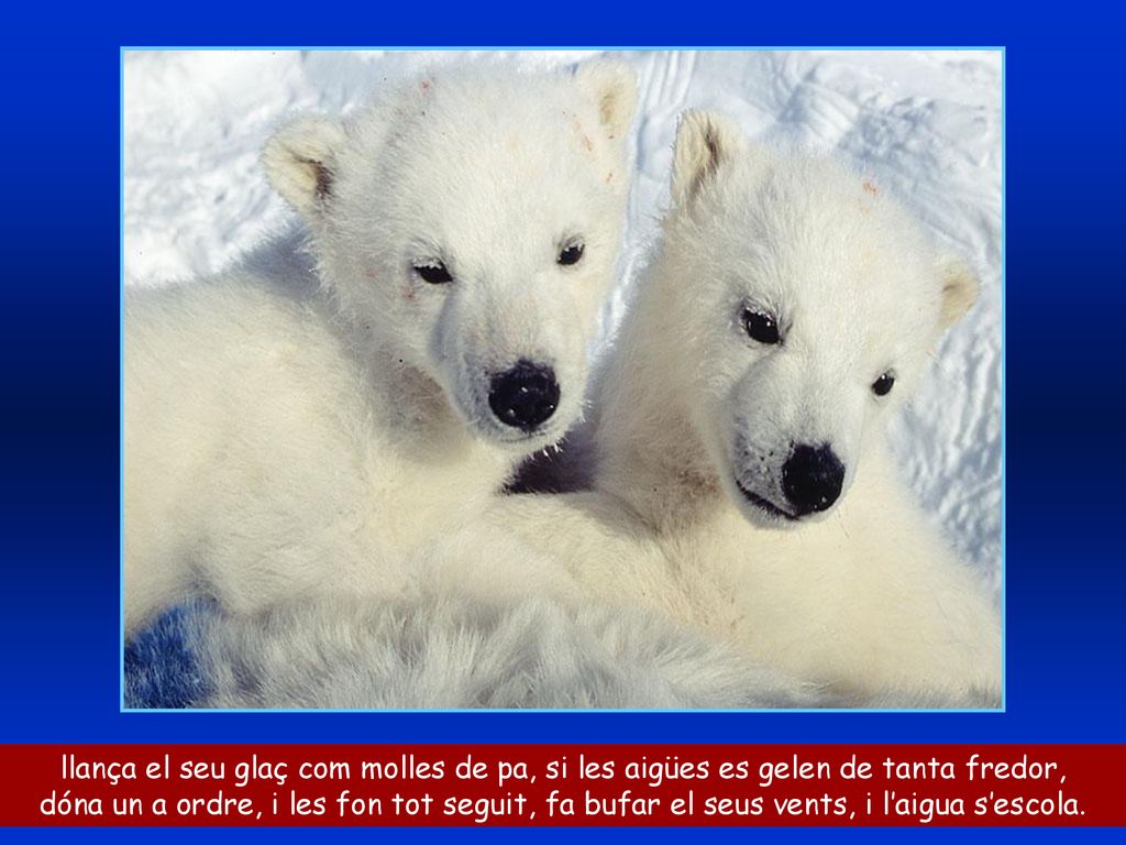 llança el seu glaç com molles de pa, si les aigües es gelen de tanta fredor,