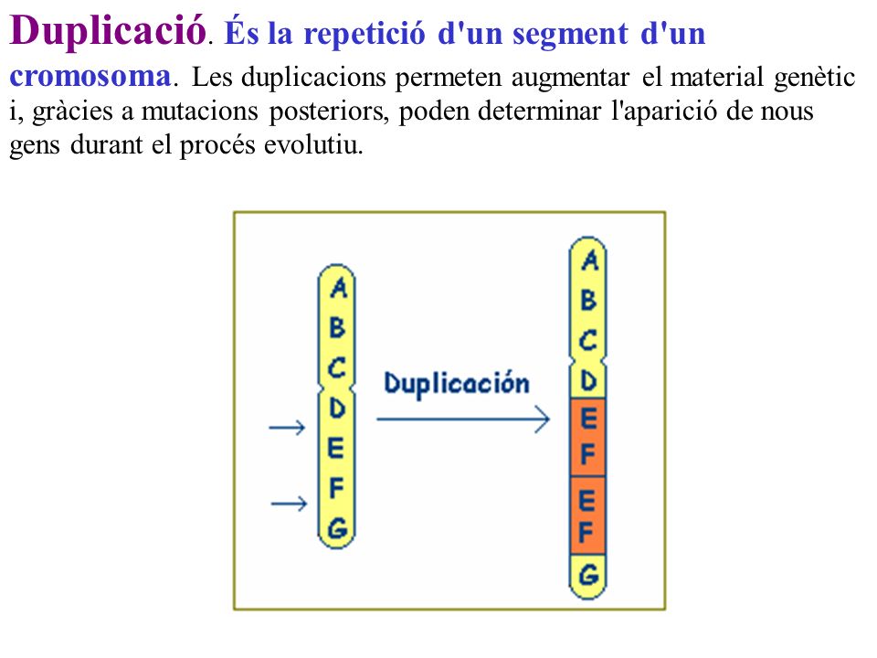 Duplicació. És la repetició d un segment d un cromosoma